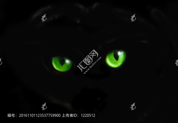 貓的眼睛在黑暗中