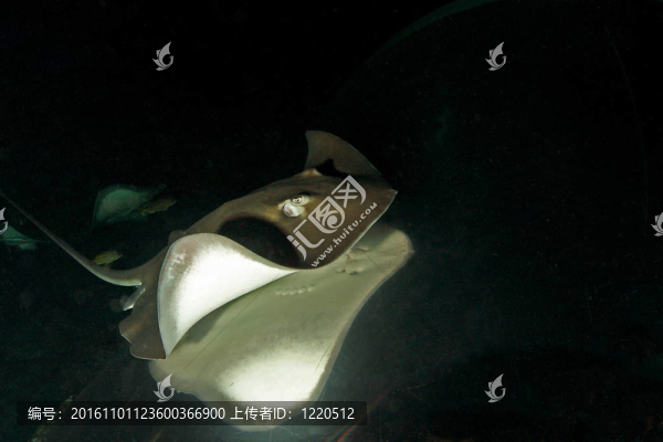灰色的魚