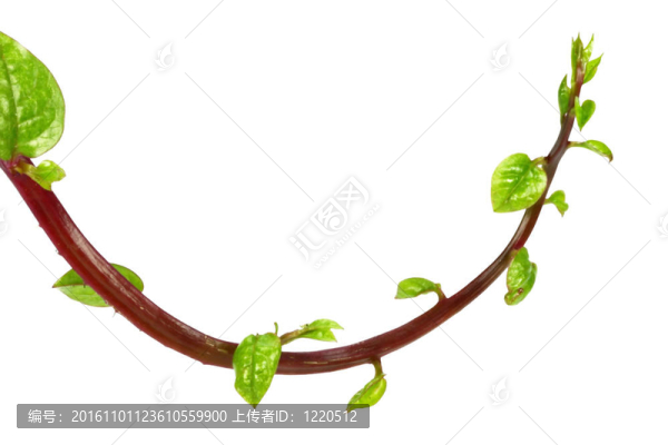 菠菜葡萄