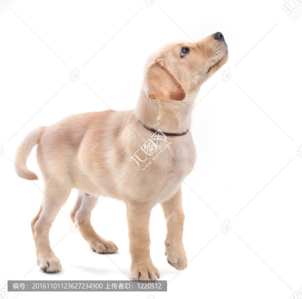 拉布拉多尋回犬幼犬