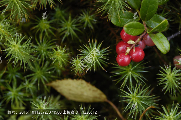 越橘-木漿果。