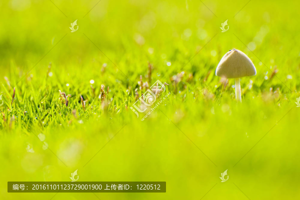 小蘑菇生長(zhǎng)在草原上