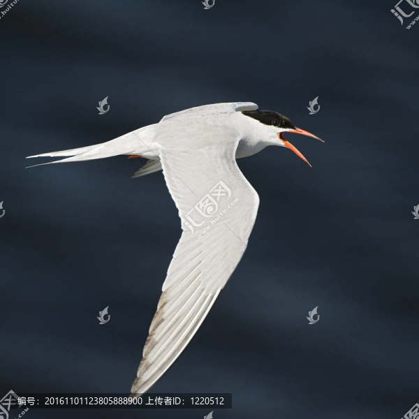 flyingtern。