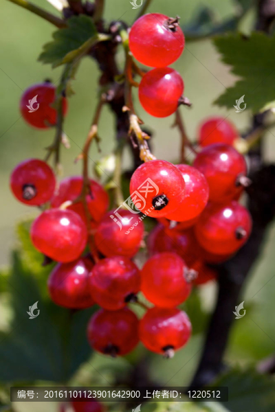 在樹枝上的紅醋栗