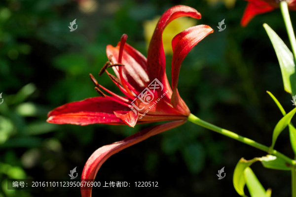 百合百合花；
