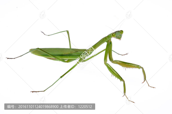 螳螂