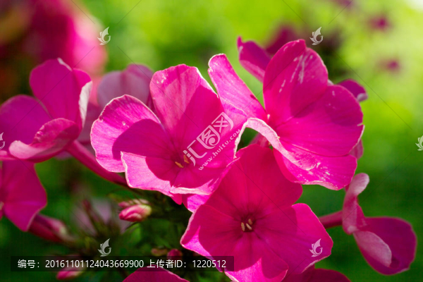 Blooming,Phlox九里香；花蔥