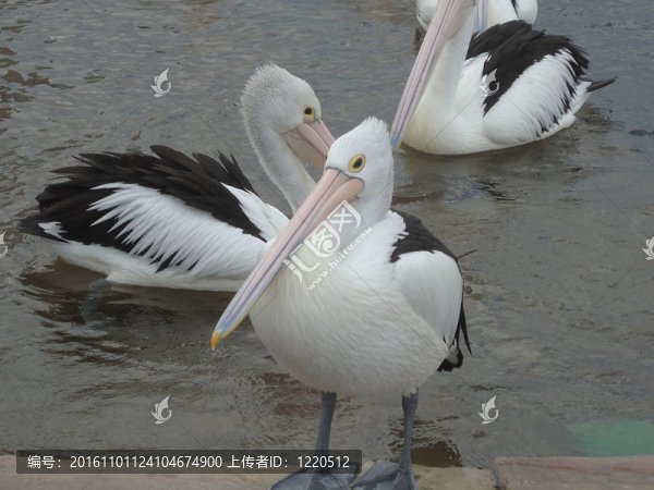 澳洲鵜鶘；