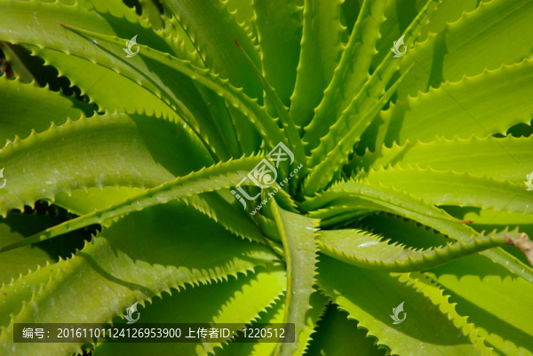 Aloe,vera葉。