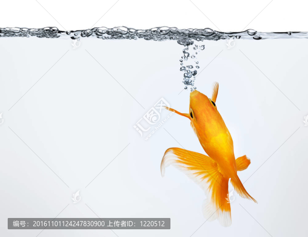 金魚氣泡
