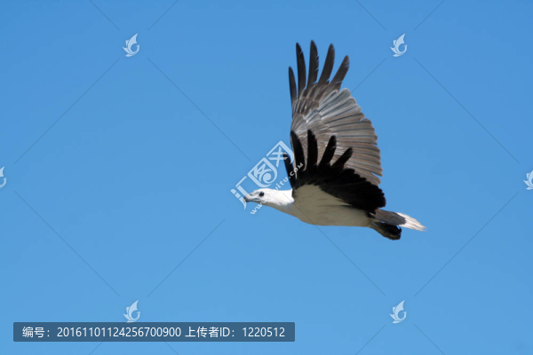 白腹海雕