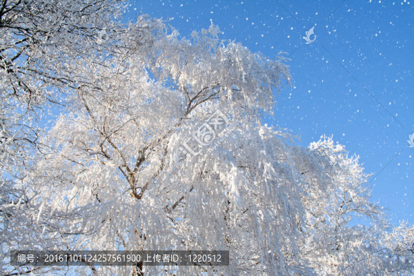 降雪和樹