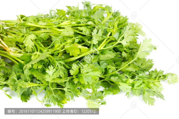 鮮芫荽（香菜）草本植物，孤立在白色背景