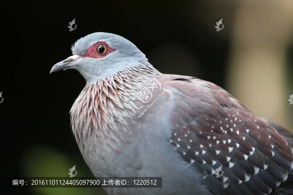 石鴿鳥