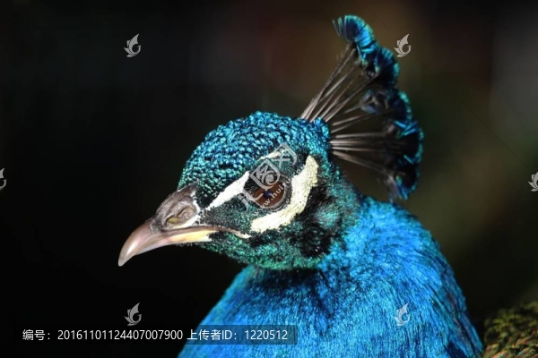孔雀的肖像