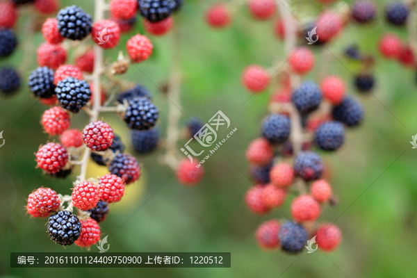 豐富多彩的黑莓