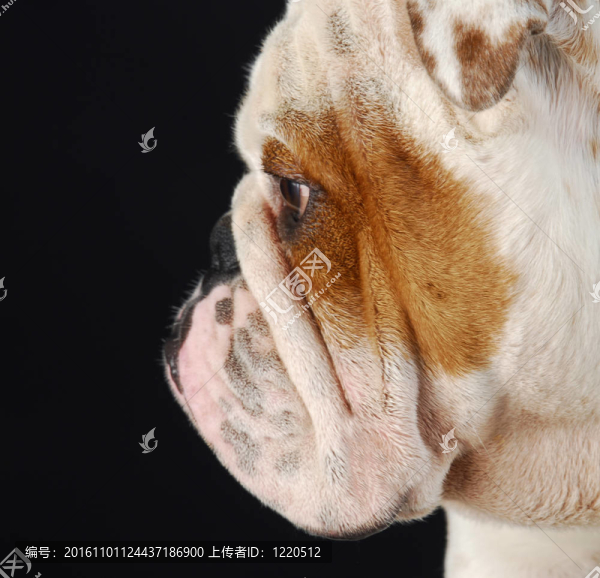 英國斗牛犬簡介