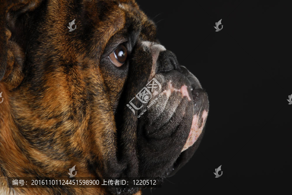 英國斗牛犬的側(cè)面輪廓