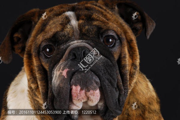 英國(guó)斗牛犬的畫像