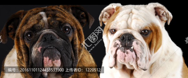 英國斗牛犬的畫像