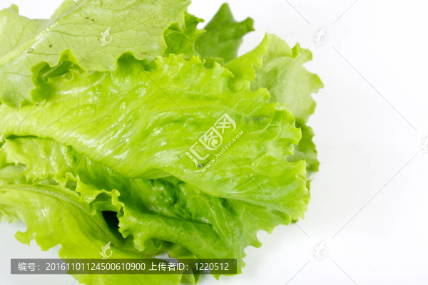 白色的沙拉葉子