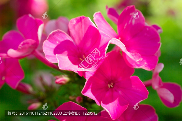 Blooming,Phlox九里香；花蔥