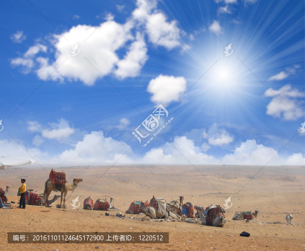 駱駝在沙漠