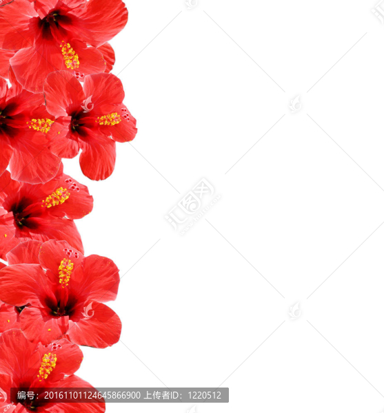 美麗的花卉背景；你的文本框和地方