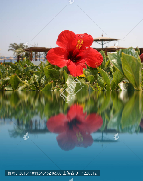 水上紅花；海灘度假村