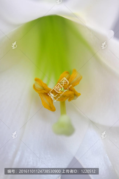 百合花