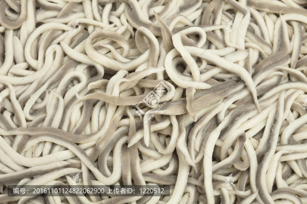 小鰻魚(yú)