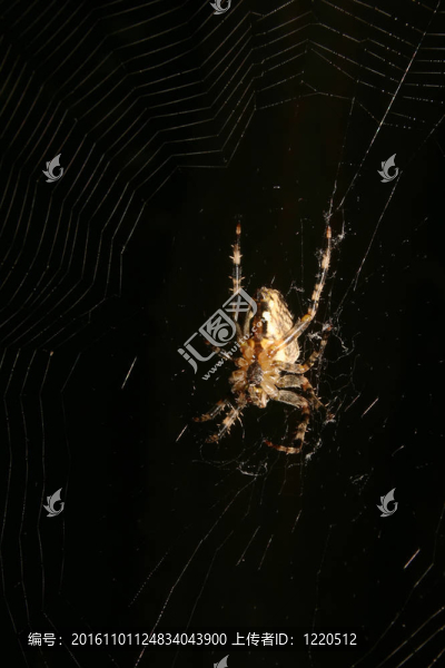 十字園蛛（Araneus,diadematus）