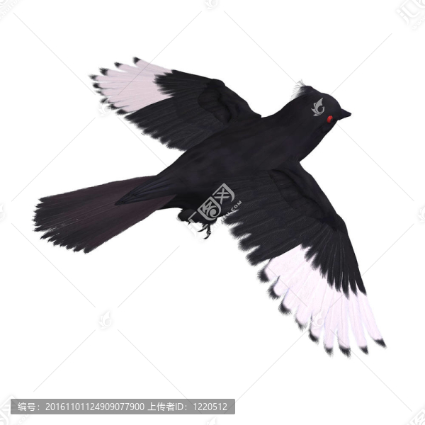 鳥phainopepla。3D渲染與剪輯路徑和陰影超過白色