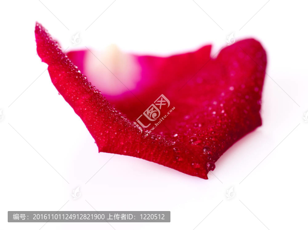 玫瑰花瓣