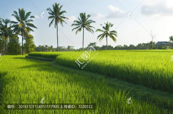 Rice梯田