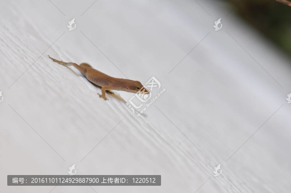 特寫鏡頭的變色龍