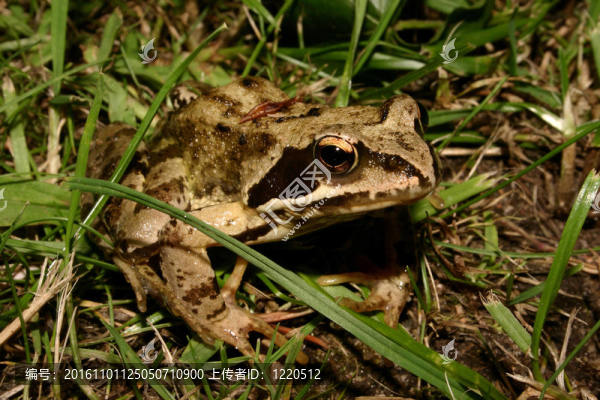 常見的青蛙（Rana,temporaria）
