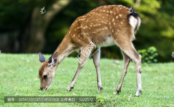 梅花鹿日本奈良