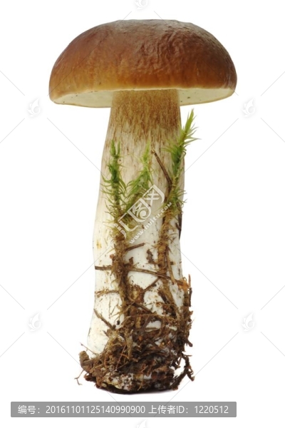 美味牛肝菌