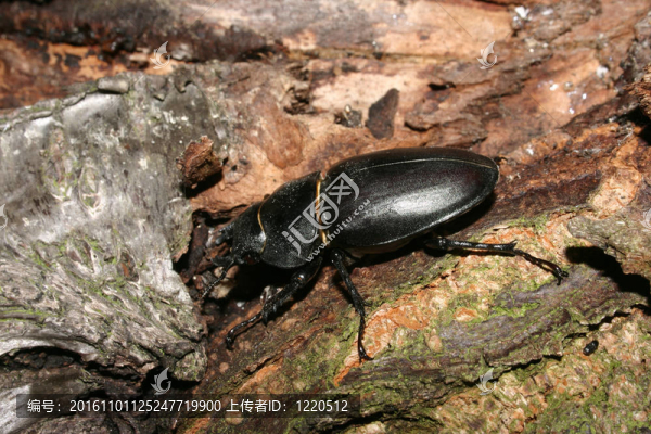鹿角甲蟲（Lucanus,cervus）