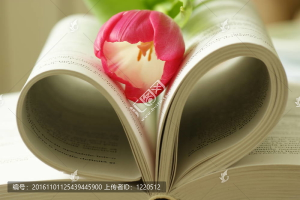 在一本書上的郁金香