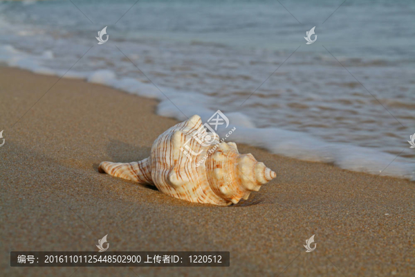 海灘上的貝殼
