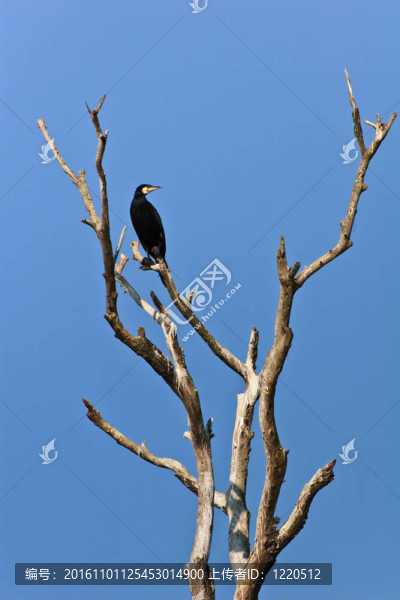 鸕鶿（Phalacrocorax,carbo）
