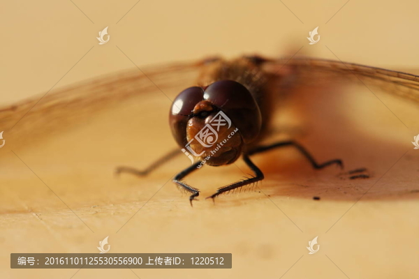 法國自然環(huán)境中的蜻蜓沼澤