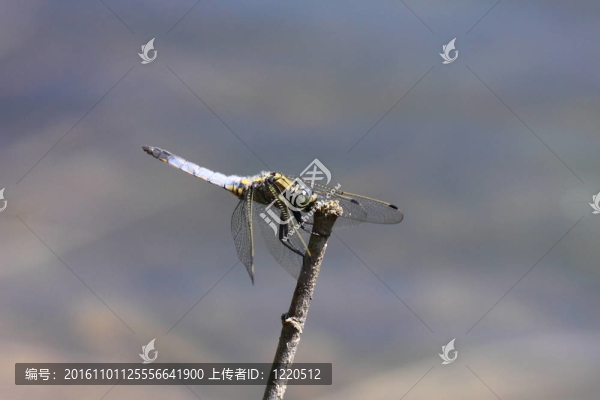 法國自然環(huán)境中的蜻蜓沼澤