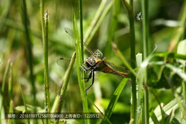法國自然環(huán)境中的蜻蜓沼澤