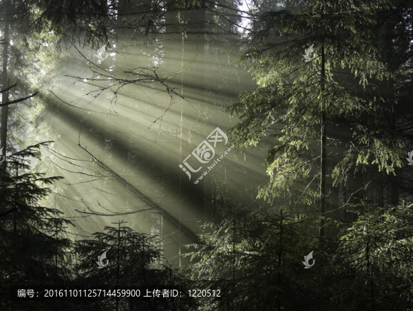 喀爾巴阡山脈的森林