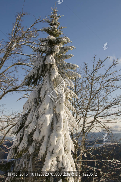 雪杉樹