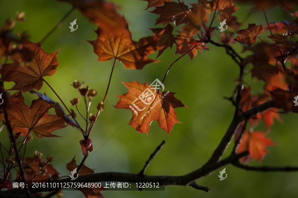 楓葉背景