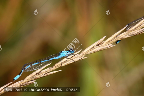 法國(guó)自然環(huán)境中的蜻蜓沼澤